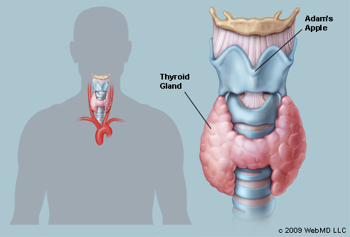 The connection between Thyroid diseases and Anxiety